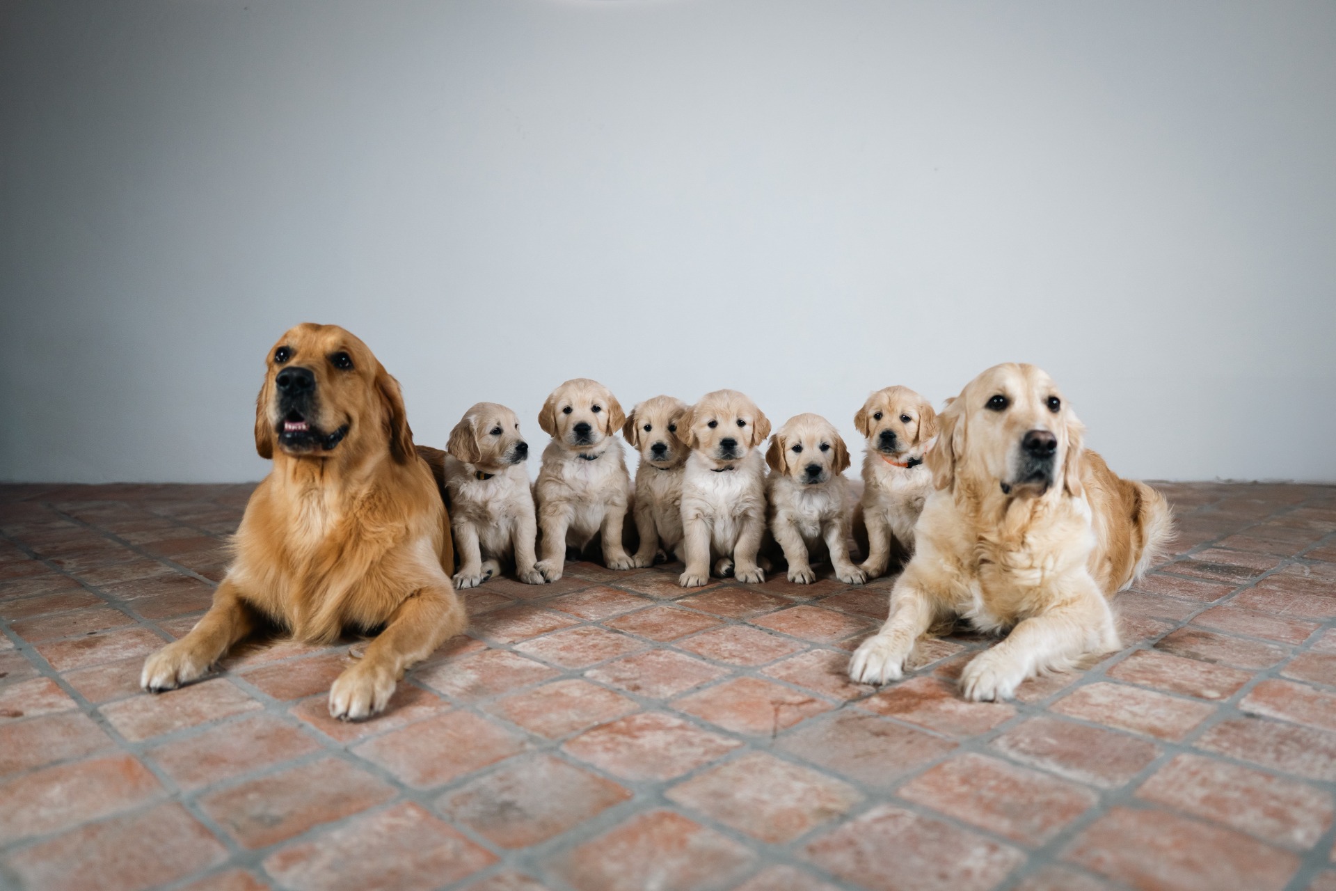 zleva: tatínek Givi, Iris, Bilbo, Nora, Bailey, Vanilka, Bria a maminka Malina